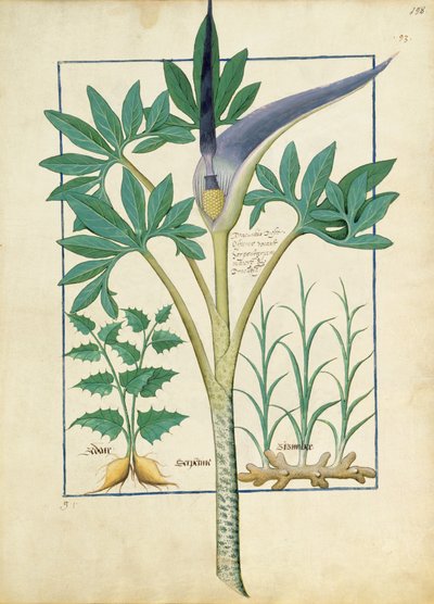Orchid, Illustration from the Book of Simple Medicines by Mattheaus Platearius by Robinet Testard